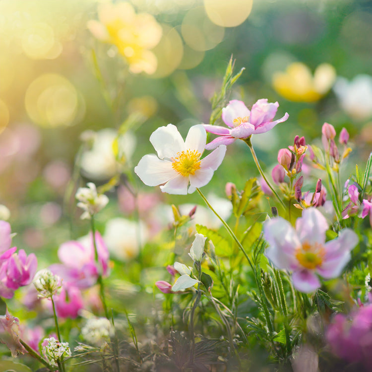 Arabian Perfumes for Spring