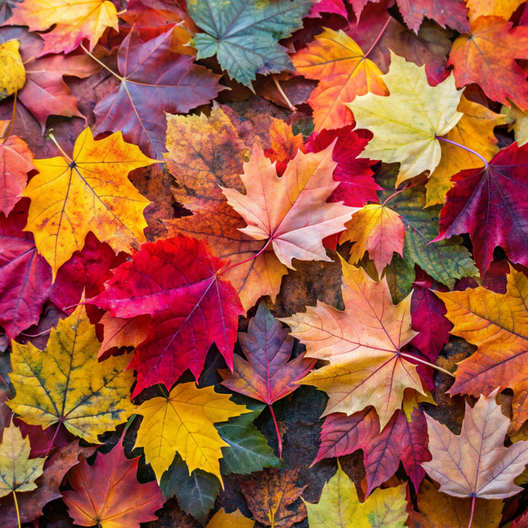 Arabian Perfumes for Autumn